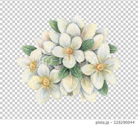 White jasmine flower arrangement in a vintage Easter theme. Realistic hand drawn watercolor illustration with leaves. Perfect for card design. Ideal for festive decor and spring holiday decorations. 128290044