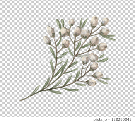 White dried wildflower twig in a rustic style. Realistic hand drawn watercolor artwork with fine details. Perfect for card design. Ideal for home decor and seasonal holiday decorations. White dried wildflower twig in a rustic style. Realistic hand drawn watercolor artwork with fine details. Perfect for card design. Ideal for home decor and seasonal holiday decorations. 128290045