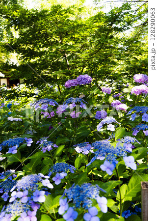 本土寺　紫陽花のある風景 128290063