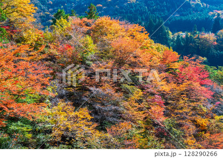 付知峡(秋) 付知峡(秋) 128290266