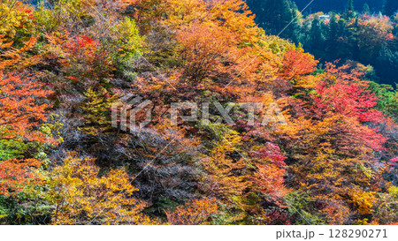 付知峡（秋） 128290271