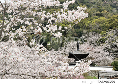 長保寺(多宝塔)　【和歌山県海南市下津】 128290359