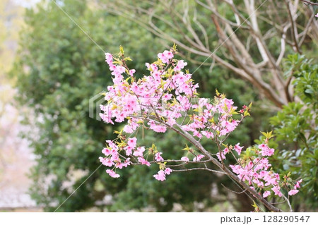 サクラの花 陽光 サクラの花 陽光 128290547