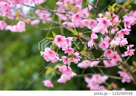 サクラの花　陽光 128290548