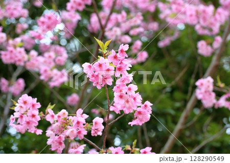 サクラの花　陽光 128290549