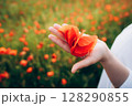 Hand holding vibrant orange poppy petals against a blurred field of blooming flowers, showcasing the beauty of nature 128290855