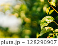 Detailed examination of rust leaf disease affecting foliage in a lush environment during late afternoon sunlight 128290907