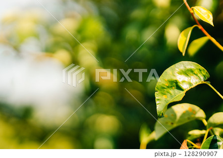 Detailed examination of rust leaf disease affecting foliage in a lush environment during late afternoon sunlight 128290907