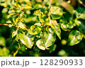 Rust leaf disease affecting foliage on a plant during daytime in a natural environment 128290933