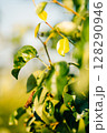 Rust symptoms on leaves affected by leaf disease in a garden during springtime 128290946