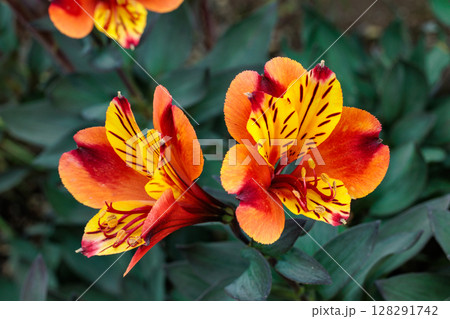ガーデンのアルストロメリアの美しい景観 ガーデンのアルストロメリアの美しい景観 128291742