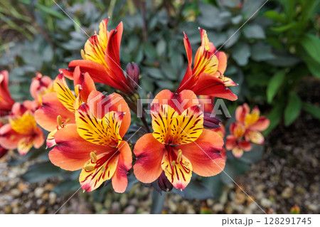 ガーデンのアルストロメリアの美しい景観 128291745