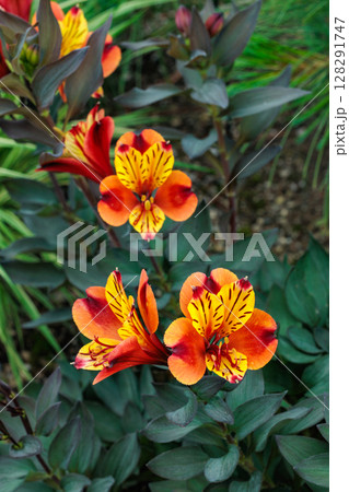 ガーデンのアルストロメリアの美しい景観 ガーデンのアルストロメリアの美しい景観 128291747