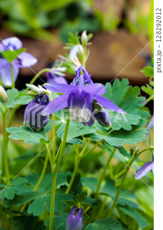 ガーデンで美しく咲くブルーのオダマキの花 ガーデンで美しく咲くブルーのオダマキの花 128292012
