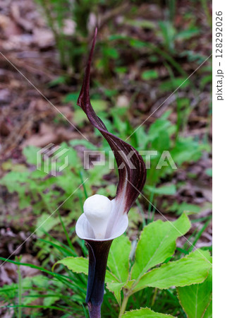 春に現れる珍しいユキモチソウの花 128292026