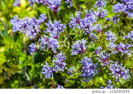 初夏のガーデンで美しく咲くタマクルマバソウの花 128292045