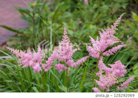 初夏のガーデンで咲く鮮やかなアスチルベの花 初夏のガーデンで咲く鮮やかなアスチルベの花 128292069