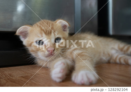 A kitten is woken up from its comfortable sleep. 128292104