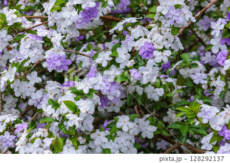 非常に良い香りのアメリカジャスミンの花のクローズアップ 非常に良い香りのアメリカジャスミンの花のクローズアップ 128292137