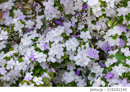 非常に良い香りのアメリカジャスミンの花のクローズアップ 128292140