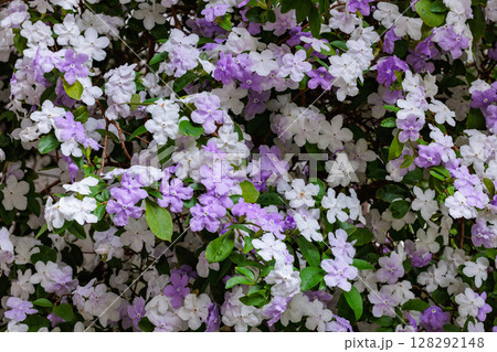 非常に良い香りのアメリカジャスミンの花のクローズアップ 128292148