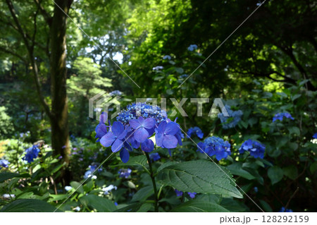 ロマンチック茨城（自然あふれる広大な公園に多彩な紫陽花が咲き誇る。）涸沼自然公園あじさい祭り 128292159