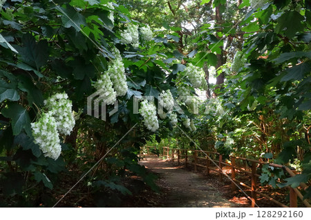 ロマンチック茨城（山の斜面の散歩道に見事に咲き誇る柏葉紫陽花のトンネル。）涸沼自然公園あじさい祭り 128292160