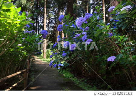 ロマンチック茨城（広大な公園の散歩道、木漏れ日を浴びて咲き誇る紫陽花。）涸沼自然公園あじさい祭り 128292162
