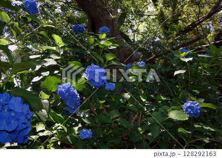 ロマンチック茨城（自然豊かな木々に見守られ生き生きと咲き誇る紫陽花たち。）涸沼自然公園あじさい祭り 128292163