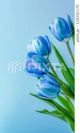Blue tulip flower with leaves beauty blooming petal story blue background Blue tulip flower with leaves beauty blooming petal story blue background 128292170