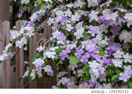 非常に良い香りのアメリカジャスミンの花 128292212