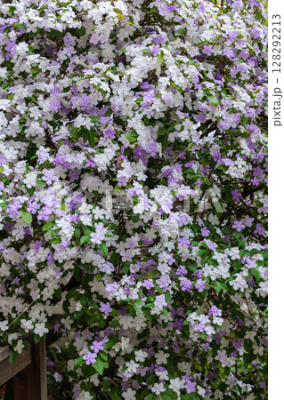 非常に良い香りのアメリカジャスミンの花 128292213