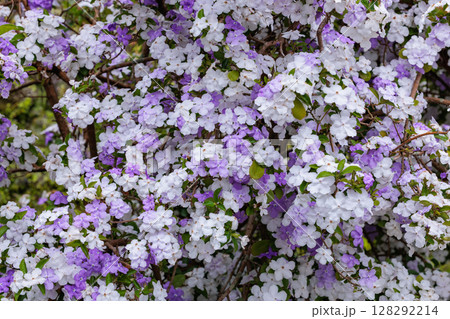 非常に良い香りのアメリカジャスミンの花 非常に良い香りのアメリカジャスミンの花 128292214