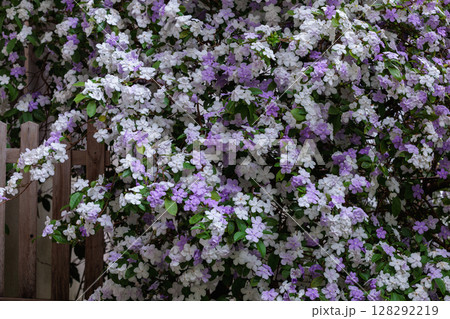 非常に良い香りのアメリカジャスミンの花 128292219