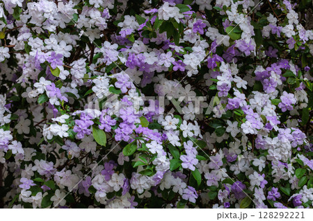 非常に良い香りのアメリカジャスミンの花 非常に良い香りのアメリカジャスミンの花 128292221