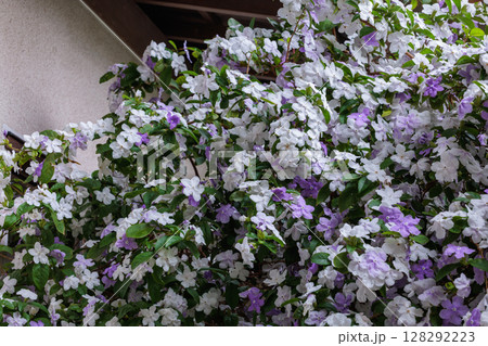 非常に良い香りのアメリカジャスミンの花 128292223