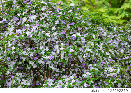 View of the wonderfully fragrant American jasmine  128292259