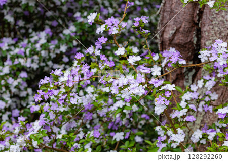View of the wonderfully fragrant American jasmine  128292260