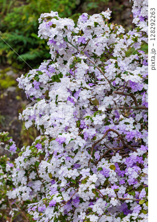 View of the wonderfully fragrant American jasmine View of the wonderfully fragrant American jasmine 128292263