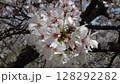 桜の花 128292282