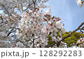 満開の桜の花 128292283