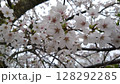 桜咲く 128292285