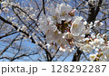 青空に映える桜 128292287