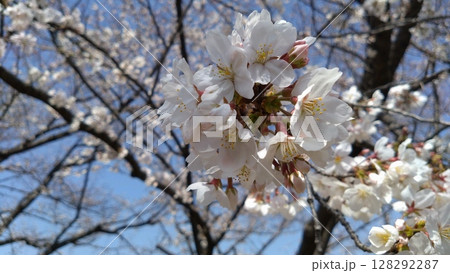 青空に映える桜 128292287