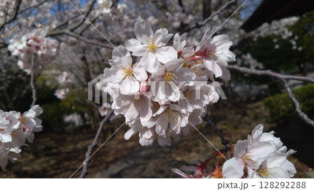 桜の花と新芽 128292288