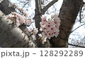 桜の木に咲く 128292289