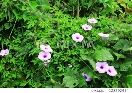 座喜味城跡に咲く琉球アサガオの花 128292454