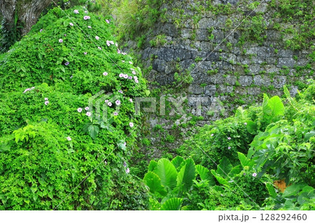 座喜味城跡に咲く琉球アサガオの花 128292460