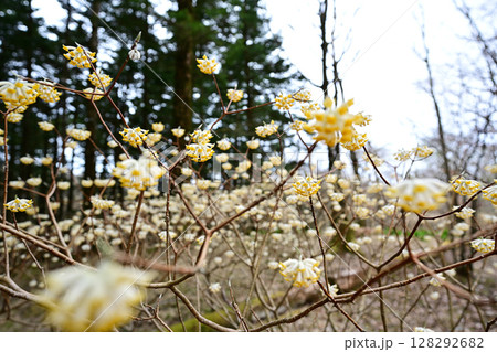 ミツマタの花満開 ミツマタの花満開 128292682