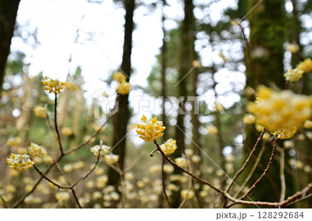 ミツマタの花満開 128292684